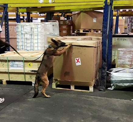 Explosives Detection Dogs Elite K9 Pro